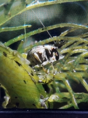 Eubrychius velutus