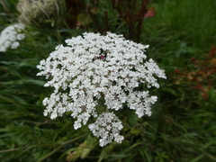 Daucus carota
