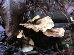 Flabellophora