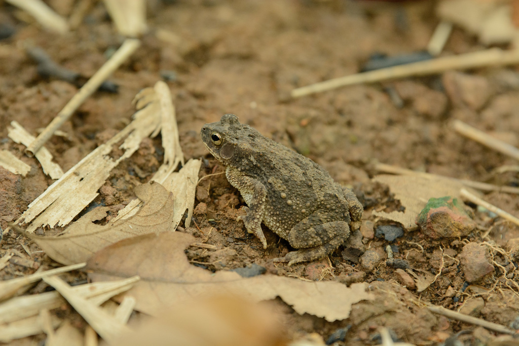 Big-Eared Toad