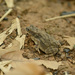 Flat-headed Toad - Photo (c) Vatcharavee Sriprasertsil, some rights reserved (CC BY-NC), uploaded by Vatcharavee Sriprasertsil