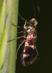 Micropterix allionella