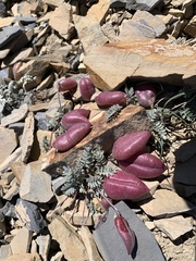 Astragalus platytropis