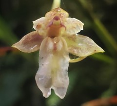 Scaphyglottis