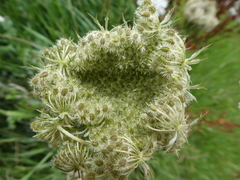 Daucus carota