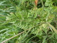 Daucus carota