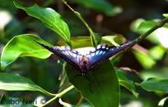 Limenitis arthemis arizonensis