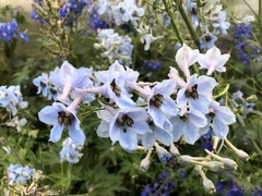 Delphinium cultorum