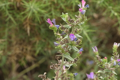Echium rosulatum