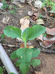 Acanthospermum hispidum