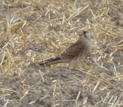 Falco tinnunculus
