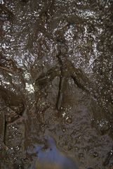 Amaurolimnas concolor