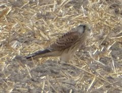 Falco tinnunculus