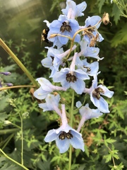 Delphinium cultorum