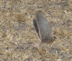 Falco tinnunculus