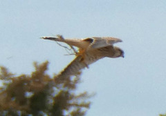 Falco tinnunculus