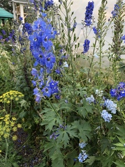 Delphinium cultorum