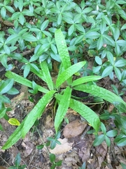 Careyanae
