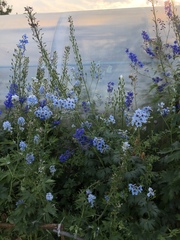 Delphinium cultorum
