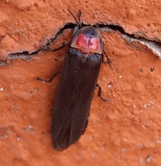 Photinus chapingoensis