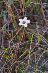 Adenandra uniflora