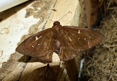 Dyscophellus ramusis