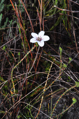 Adenandra uniflora