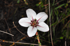 Adenandra uniflora