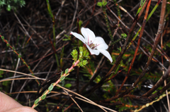 Adenandra uniflora