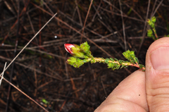 Adenandra uniflora