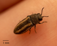 Acmaeodera quadrivittata