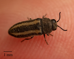 Acmaeodera quadrivittata