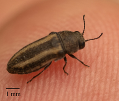 Acmaeodera quadrivittata