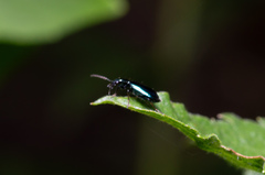 Lebia viridis