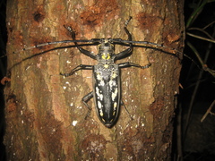 Batocera lineolata