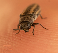 Acmaeodera quadrivittata