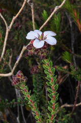 Adenandra uniflora