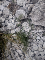 Seseli austriacum