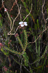 Adenandra uniflora