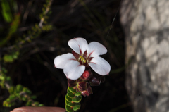 Adenandra uniflora