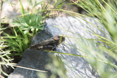 Bryodemella tuberculata
