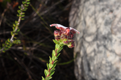 Adenandra uniflora