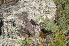 Bryodemella tuberculata