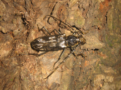 Trirachys orientalis