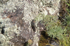 Bryodemella tuberculata