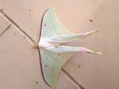 Actias selene