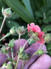 Potentilla thurberi
