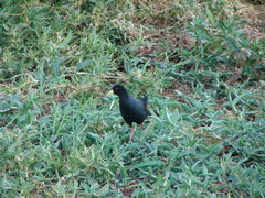 Zapornia flavirostra