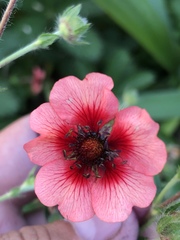Potentilla thurberi