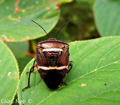 Pharypia nitidiventris